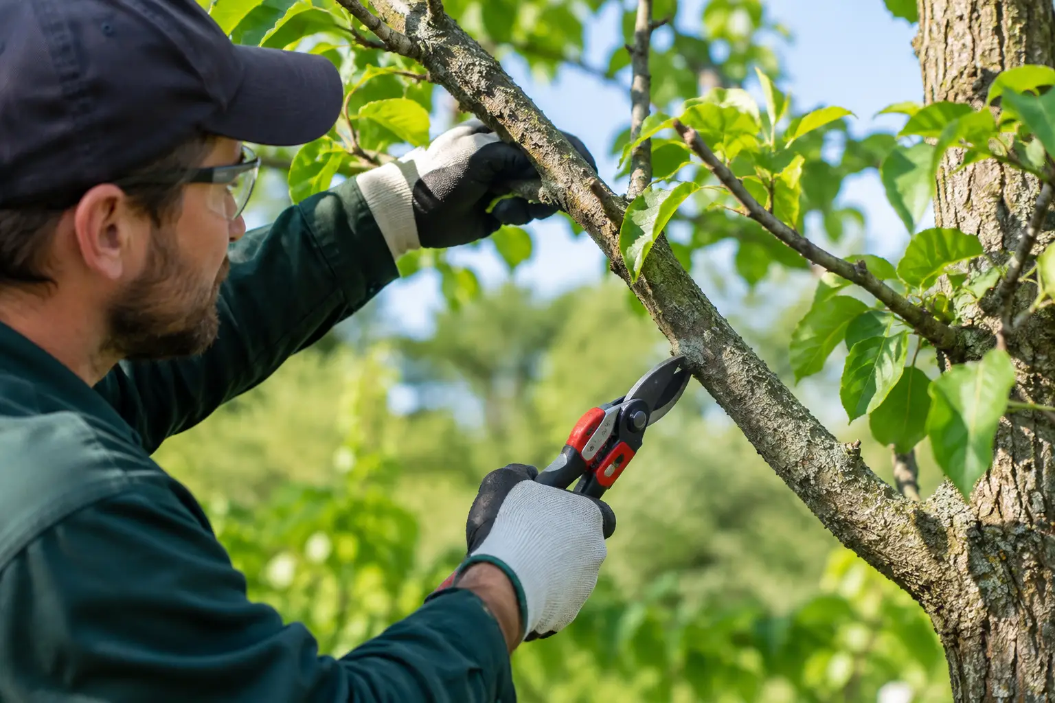 Can Pruning Stop Disease? When It Helps Trees
