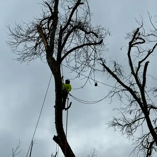 Climber removing a dead tree