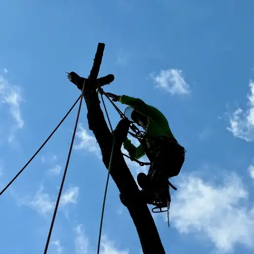 Apex arborist roped in at the top of a tree
