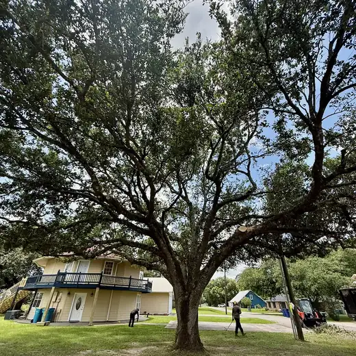 Crew finishing cleanup under a pruned live oak