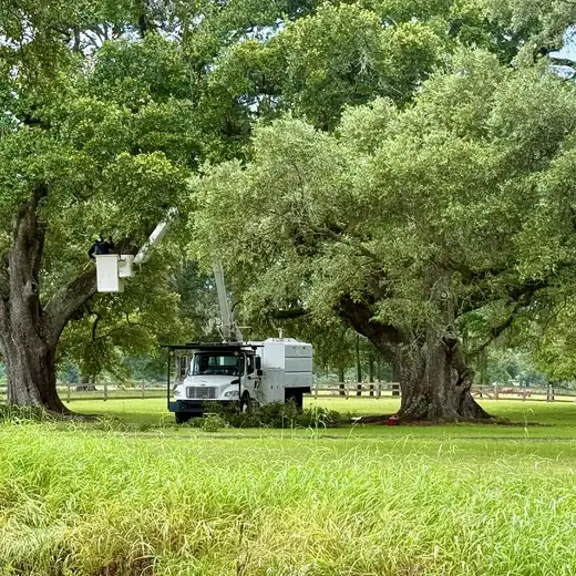 Bucket truck trimming century-old live oaks