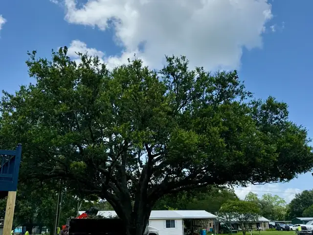 Mature live oak with long, heavy limbs, the kind of tree cabling and bracing helps protect