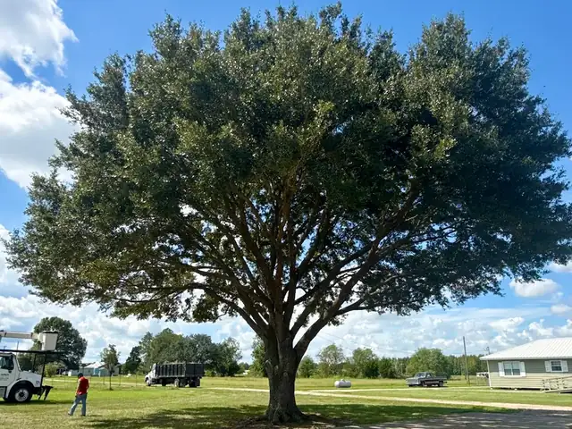 Large live oak with a balanced canopy after pruning by Apex Tree Care