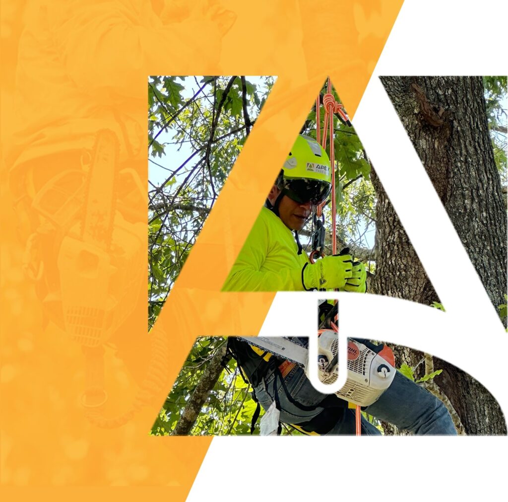 homenew - Apex Tree Care
